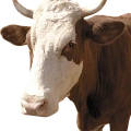 СЕЛЬСКОЕ ХОЗЯЙСТВО СЕЛЬСКОЕ ХОЗЯЙСТВО